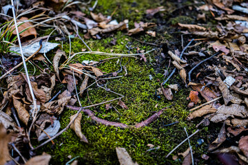 Moss and Sticks