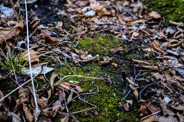 Moss