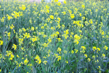 Musturd flowers in field 