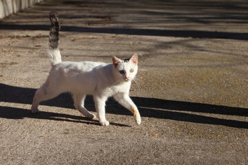 Fototapeta premium Gato callejero