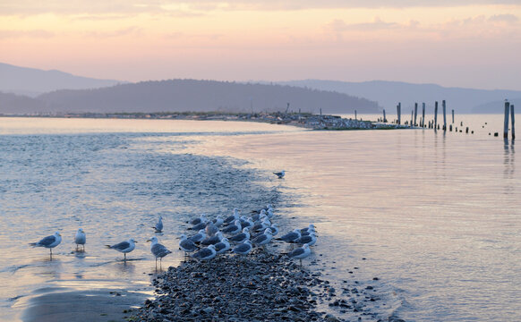 Gulls On Sidney Spit At Sunset, Gulf Islands National Park Reserve Of Canada