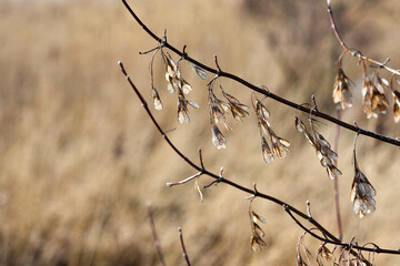Common maple flowers dried on a tree in the fall.