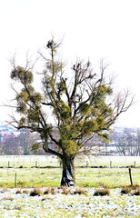 Arbre en hiver, mourant étouffé par les boules de gui