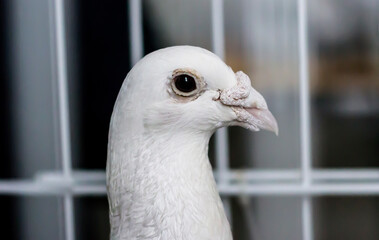 Bird portrait. Dove head. Poultry keeping. Divorce of pigeons.