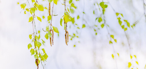 Beautiful panoramic spring landscape with green leaves and bokeh background