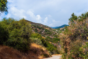 Narrow asphalt road in the Sequoia Park