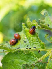 Colorado potato beetle larvae on eaten away potato leaf. Close-up. A bright vertical illustration on the theme of protecting this agricultural plant from bugs. High detail. Macro