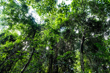 Fototapeta premium green forest background