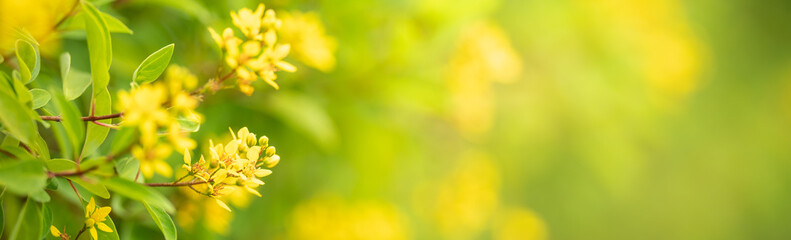 Closeup of mini yellow flower on blurred gereen background under sunlight with copy space using as background natural plants landscape, ecology cover page concept.