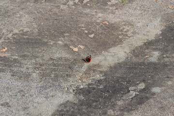 butterfly sitting on damp ground
