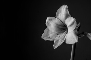Fototapeta na wymiar white flower on black