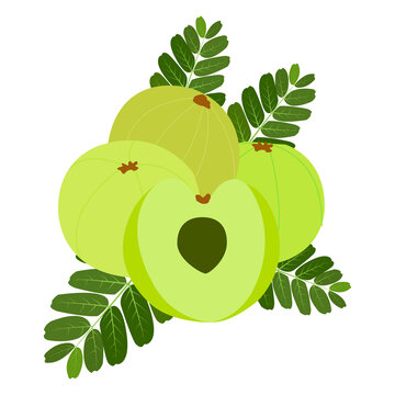 amla vectors illustrations amlocy fruit vector vector amloki fruit