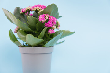 Flowering Kalanchoe plant in a pot on a uniform gray background. There is room for text. Background, texture or postcard