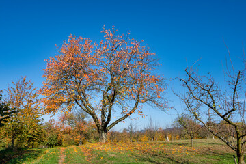 Autumn tree in green field