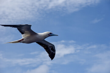 Seabird Masked, Blue-faced Booby (Sula dactylatra) flying over the blue and calm ocean. Seabird is hunting for flying fish jumping out of the water.