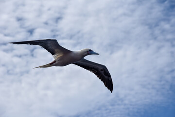 Seabird Masked, Blue-faced Booby (Sula dactylatra) flying over the blue and calm ocean. Seabird is hunting for flying fish jumping out of the water.