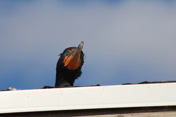 Looking Up At Double Crested Cormorant