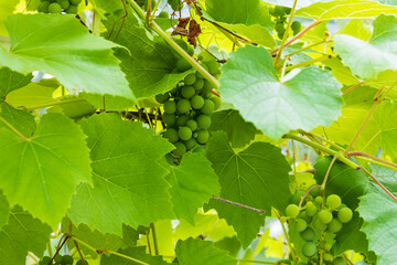 Close up view of bunches of grapes on green background. Healthy food concept. Beautiful nature background.