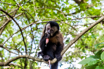 monkey eating