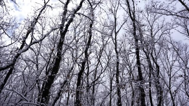 Winter landscape with leafless trees and dry branches covered in white snow