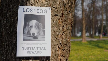 On the tree hangs a poster about the disappearance of the dog breed Australian Shepherd