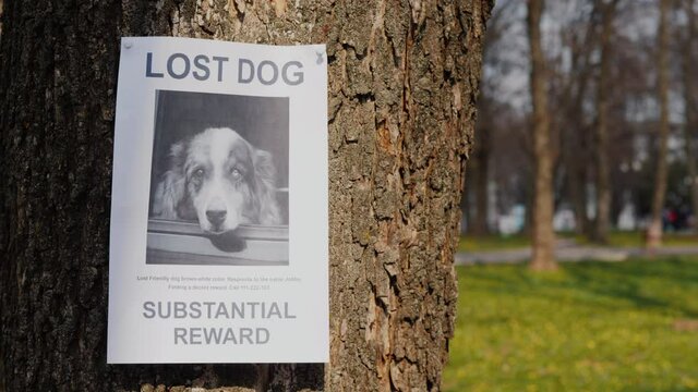 On the tree hangs a poster about the disappearance of the dog breed Australian Shepherd