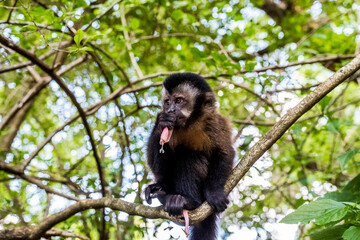 monkey eating flower