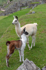 Llama - Machu Picchu in Peru - South America