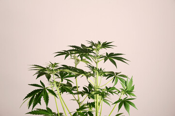 Marijuana stem on pink background. Cannabis shrub, young plant.