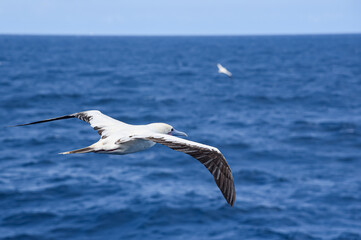 Seabird Masked, Blue-faced Booby (Sula dactylatra) flying over the blue and calm ocean. Seabird is hunting for flying fish jumping out of the water.