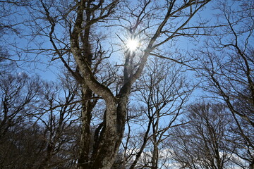 雪景色とブナの森