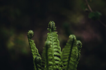 Green opening fern leaves on a blurred background of a gloomy forest. Gloomy photo on a cloudy day. Side view. 