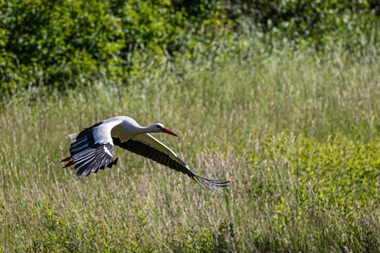 Storch