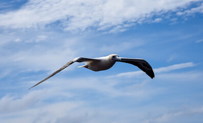 Seabird Masked, Blue-faced Booby (Sula dactylatra) flying over the blue ocean. Seabird is hunting for flying fish jumping out of the water.
