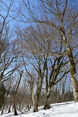 Fototapeta premium 雪景色とブナの森