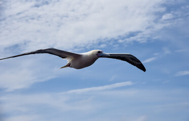 Seabird Masked, Blue-faced Booby (Sula dactylatra) flying over the blue ocean. Seabird is hunting for flying fish jumping out of the water.