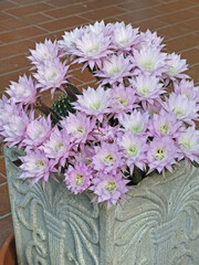 echinopsis eyriesii in blooming