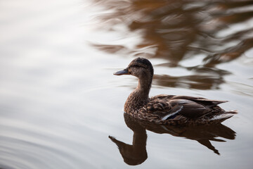 Brown duck swimming in the pond, side view