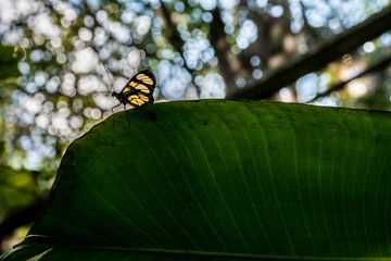 butterfly on a leaf