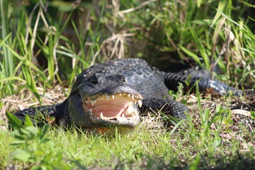 Looking At Alligator Laying On Bank With Mouth Open