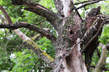 Obraz premium Deadtree closeup
