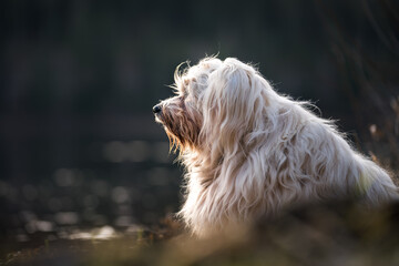 Hund schaut in die Ferne