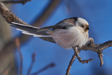 Bird - Long-tailed Tit ( Aegithalos caudatus ) sits on a branch of a bush and eats beetle larvae on a sunny winter day. Close-up.