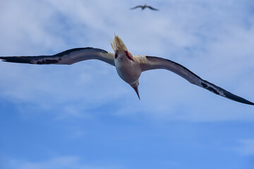 Seabird Masked, Blue-faced Booby (Sula dactylatra) flying over the blue ocean. Seabird is hunting for flying fish jumping out of the water.