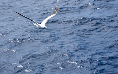 Seabird Masked, Blue-faced Booby (Sula dactylatra) flying over the blue ocean. Seabird is hunting for flying fish jumping out of the water.