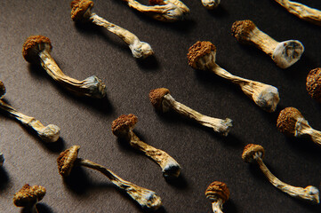 Dry psilocybin mushrooms on bright yellow background in row. Psychedelic, mind-blowing, magic mushroom. Medical use. Microdosing
