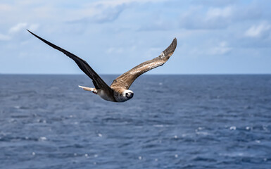 Seabird Masked, Blue-faced Booby (Sula dactylatra) flying over the blue ocean. Seabird is hunting for flying fish jumping out of the water.