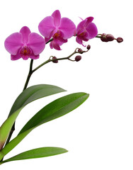 Bright pink, magenta blooming phalaenopsis orchid with leaves isolated on white background.