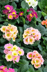 Multicolored primroses in the greenhouse, floral spring background, selective focus, vertical orientation.