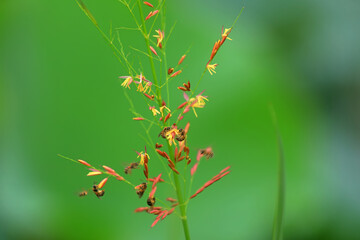 Bees on reed flowers